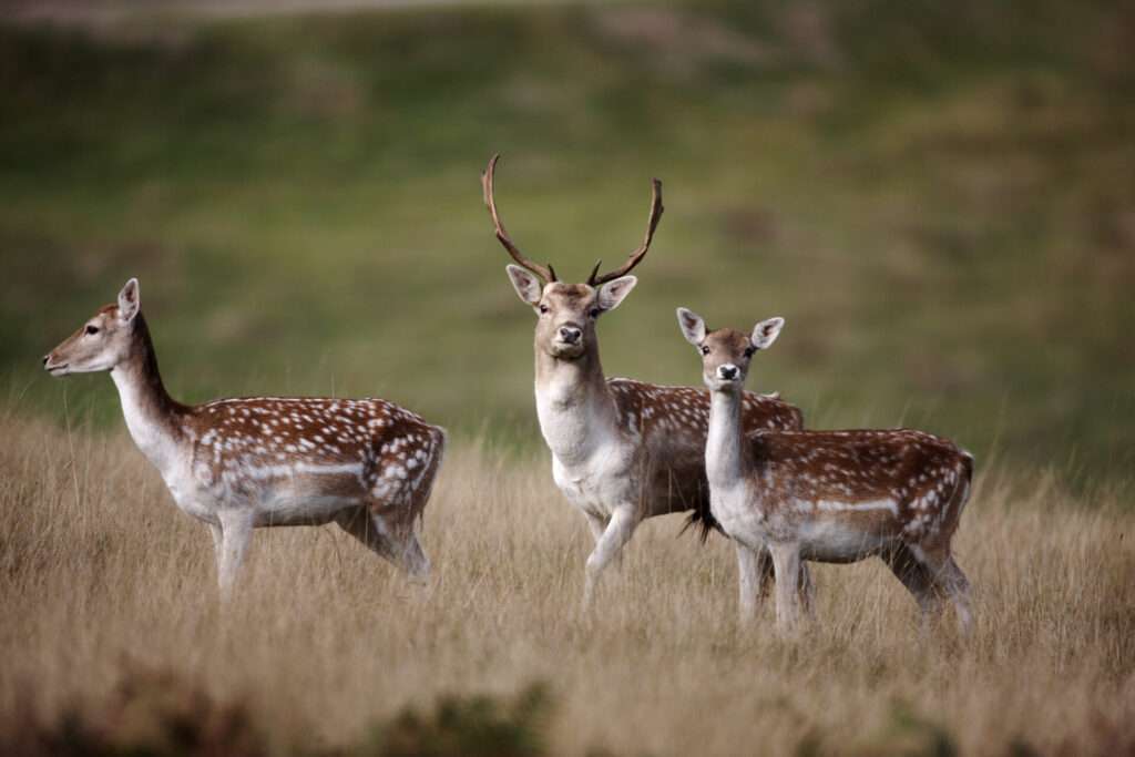 Three Fallow Deer Standing Alert in a Grassy Field, Including One Stag with Antlers and Two Does, Against a Blurred Green Countryside Background.