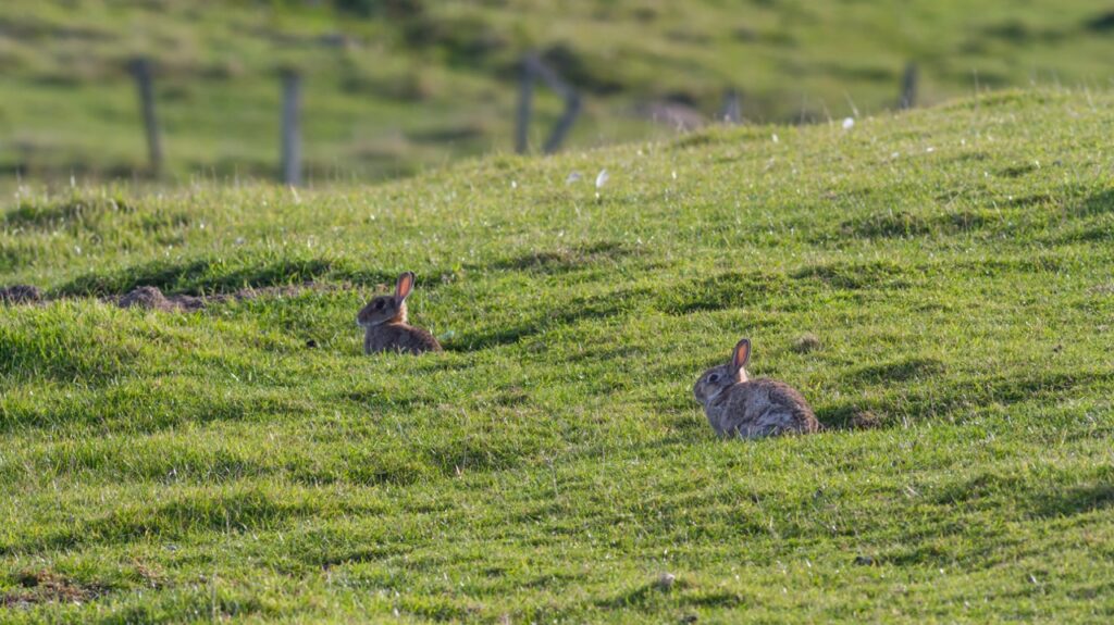 Two Wild Rabbits Sitting on a Green Grassy Hillside on a Sunny Day, with Soft Countryside Focus in the Background.