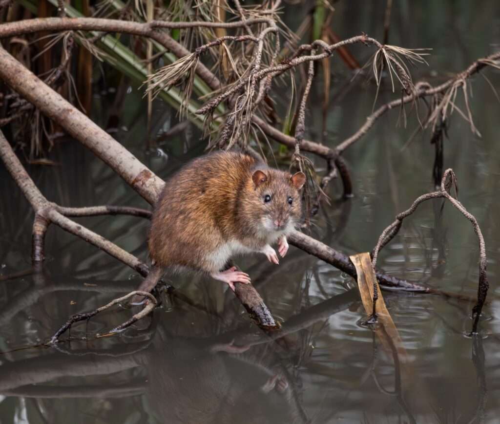 Brown Rat Perched on Branches Above Still Water in a Natural Wetland Environment, Reflected in the Surface Below.